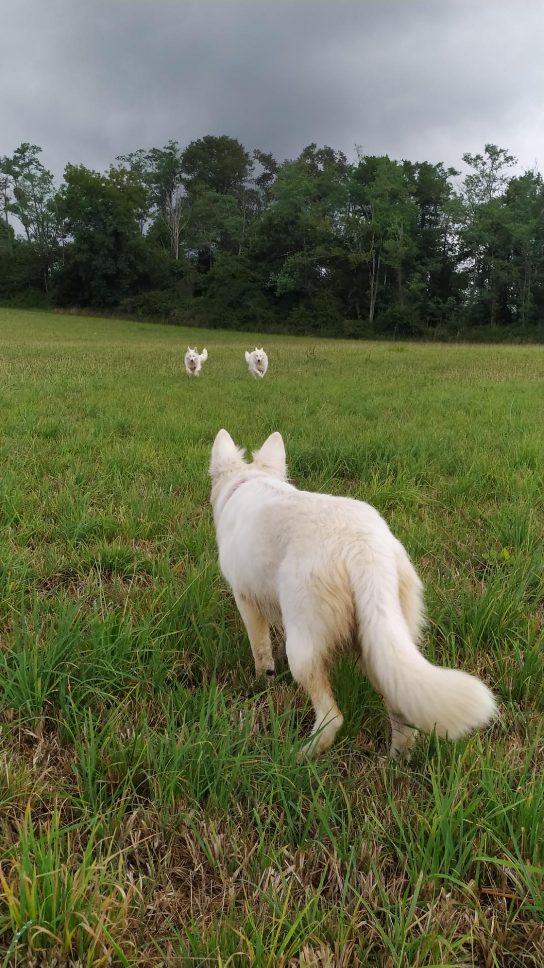Vega, Tokyo et Opale en balade.
